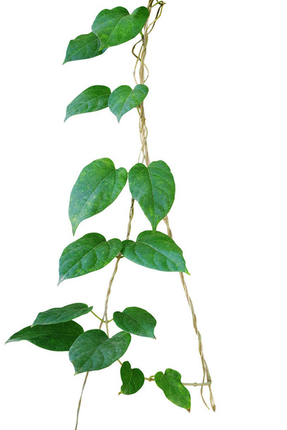 Сердцевидные зеленые естественные листья со скрученной виноградной лозой (Cowslip creeper plant), выделенные на белом фоне.
. - Фото, изображение