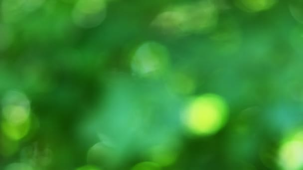 Kaunis luonto vihreä bokeh auringonpaiste abstrakti hämärtynyt tausta, lehtien kasvi jättää varjon keinuvat tuulessa auringonsäde ja auringonpurkaus. 4 k. - Materiaali, video
