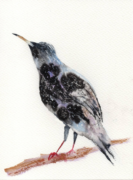 Watercolor and ink illustration of a big black bird withred legs on the lght branch - Photo, Image