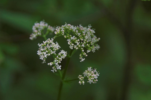 hermosa flor del prado de verano en primer plano sobre un fondo verde
 - Foto, imagen