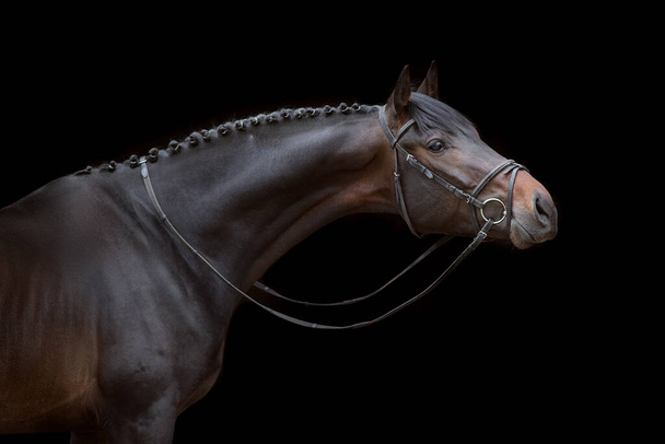 黒を背景に馬の肖像画 - 写真・画像
