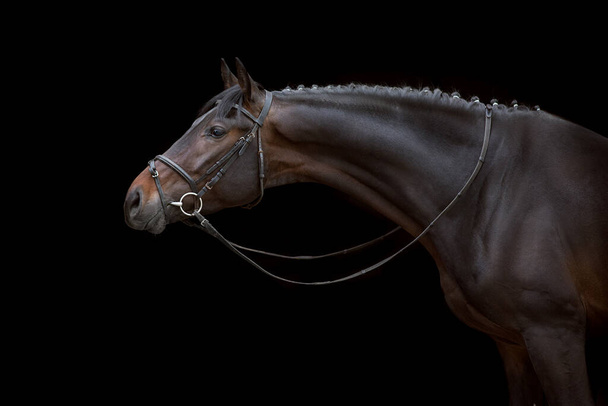 Retrato de caballo en brida sobre fondo negro - Foto, imagen