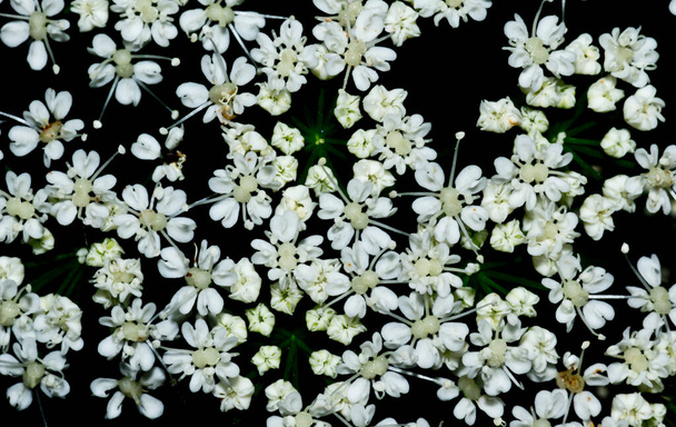 Flores de encaje de la reina Ana blanca sobre fondo negro
 - Foto, Imagen
