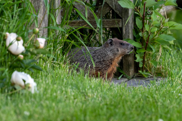 The groundhog , also known as a woodchuck in conservation area in Wisconsin. - Photo, Image