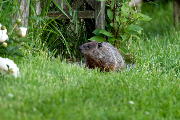 La marmota, también conocido como un leñador en el área de conservación en Wisconsin
. - Foto, Imagen