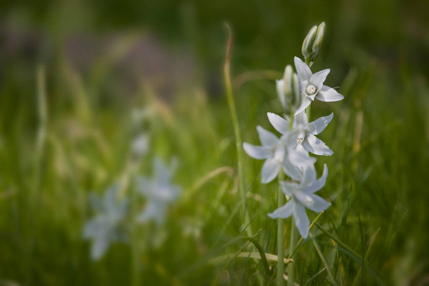 hermosas pequeñas campanas de flores blancas primavera creciendo en el jardín entre la hierba verde
 - Foto, imagen