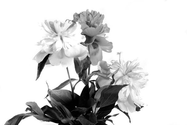 bella fioritura estate peonia fiore isolato su sfondo bianco - Foto, immagini