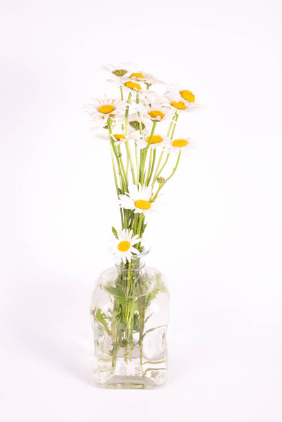 beautiful white summer buoy of chamomile on an isolated background - Foto, imagen