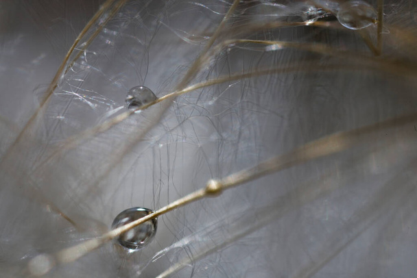 fundo close-up em um delicado belo dente-de-leão com gotas de orvalho de verão
 - Foto, Imagem