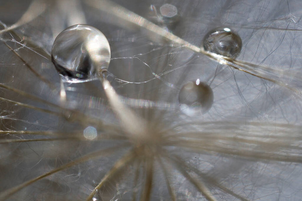 closeup background on a delicate beautiful dandelion with drops of summer dew - Foto, immagini