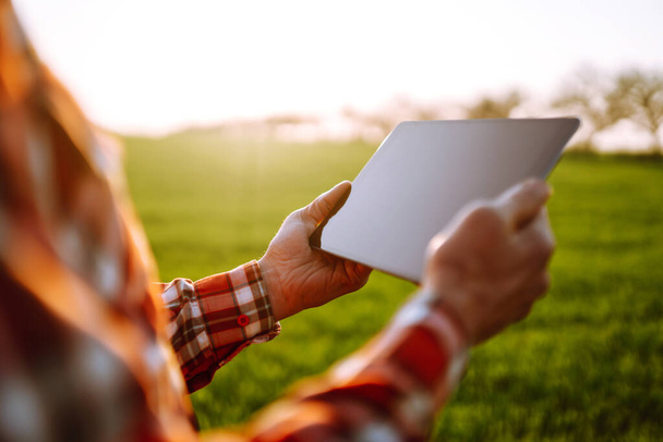 Tablet in the hands of the farmer to check the condition of the crop. Smart farm. Agro business. - Foto, Imagen