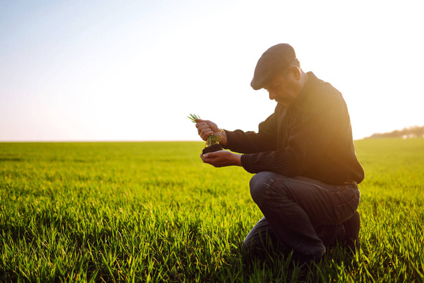 Farmer checks the wheat crop. Wheat seedling in the hand.  Growth concept, Young sprout in springtime. - Photo, Image