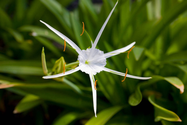 mooie witte originele bloem tegen een achtergrond van groene bladeren - Foto, afbeelding