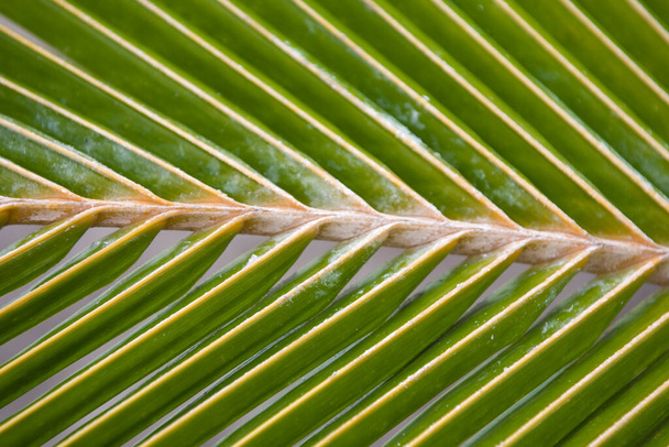 kaunis vihreä palmunlehti muodostaa mielenkiintoisen alkuperäisen luonnollisen taustan - Valokuva, kuva