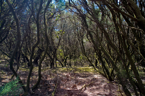 Piękny, oryginalny las na hiszpańskiej wyspie La Gomera - Zdjęcie, obraz