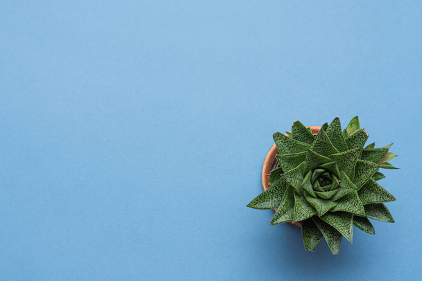 Green haworthia plant in flower pot top view on blue background with copy space. - Fotoğraf, Görsel