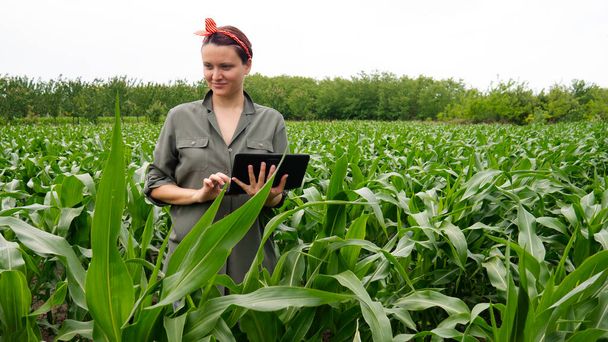 栽培されたトウモロコシ畑で植物を見るデジタルタブレットコンピュータを持つ女性農家. - 写真・画像