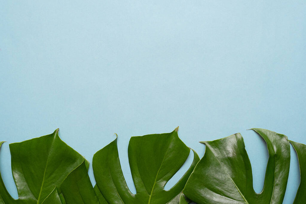 Green monstera leaf on blue background with copy space. - Foto, afbeelding