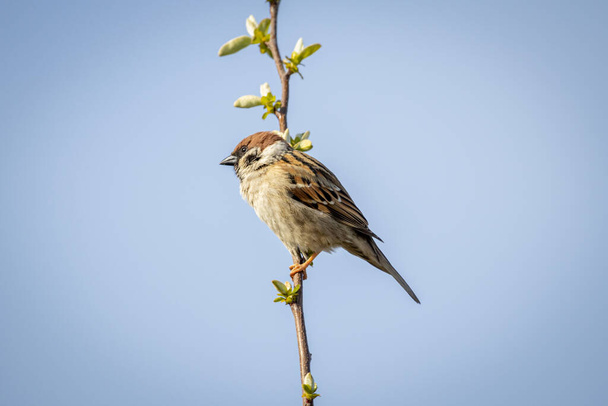 Eurasian tree sparrow (Passer montanus) - Photo, Image