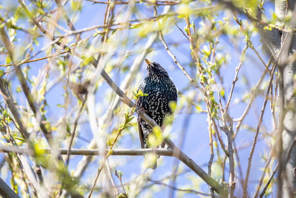 Common Starling (Sturnus vulgaris) sedí na stromě - Fotografie, Obrázek