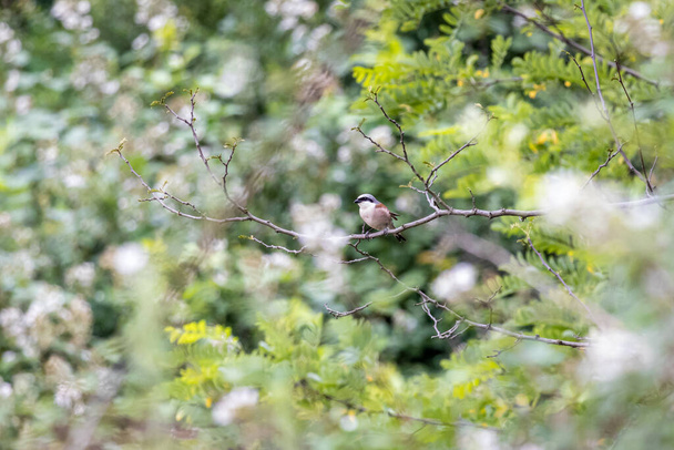 Roodrugklauwier (Lanius collurio) in het bos - Foto, afbeelding