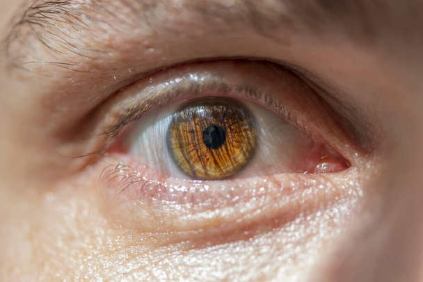 Ojos marrones masculinos, el iris y la pupila, primer plano
. - Foto, imagen