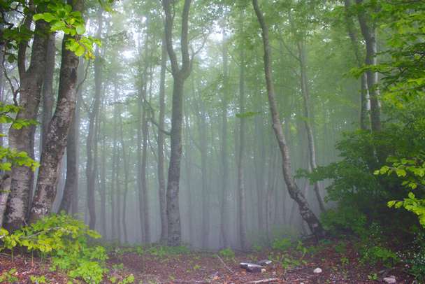δάσος από οξιές στην ομίχλη της νεραϊδοομίχλης σε ένα πάρκο - Φωτογραφία, εικόνα