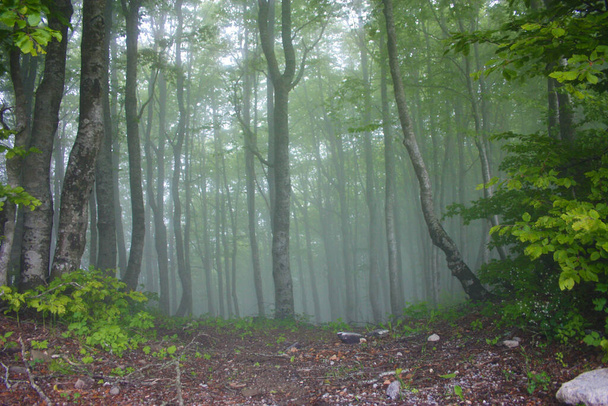 forest of beech trees in the mist of the fairy fog in a parkland - Photo, Image