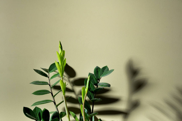 The game of Light and shadow of house plants on the green wall - Photo, Image