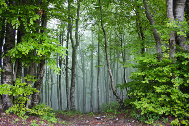 foresta di faggi nella nebbia della nebbia fata in un parco - Foto, immagini
