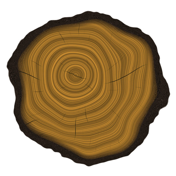Щорічні кільця на порізаному дереві
  - Фото, зображення