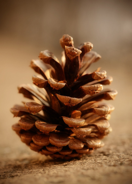 Pine cone - Φωτογραφία, εικόνα