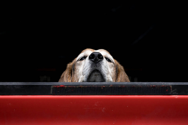 Ένα χαριτωμένο σκυλί φαίνεται να βαριέται κοιτάζοντας πάνω από το κρεβάτι φορτηγό περιμένει τον ιδιοκτήτη του. - Φωτογραφία, εικόνα
