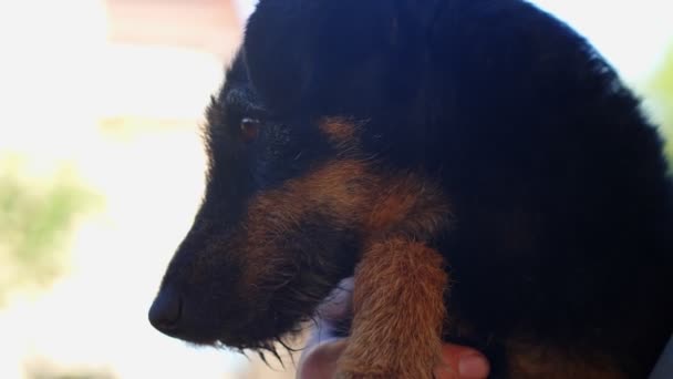 Closeup of a jagdterrier dog, 4k - Felvétel, videó