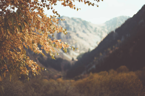 Ветка дерева с желтой листвой на фоне заснеженных гор. Осенняя концепция
 - Фото, изображение