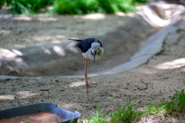 Il trampoli dalle ali nere sta camminando vicino alla sua ciotola di cibo. Il tempo è soleggiato in uno zoo. - Foto, immagini
