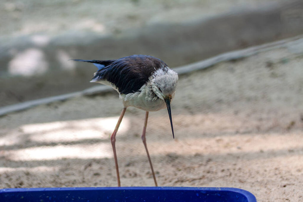 A madárszárnyú gólyalábú a tányérja mellett sétál. Az idő napos és nyár egy állatkertben.. - Fotó, kép