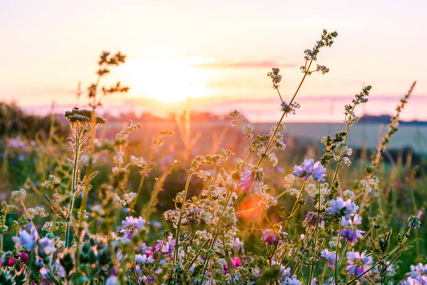 Beautiful wildflowers on a green meadow. Warm summer evening - Фото, изображение