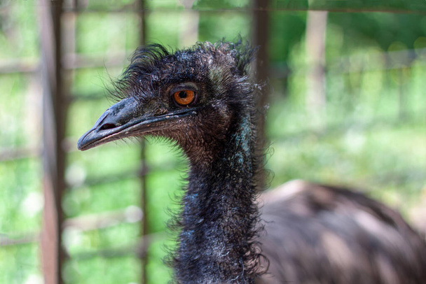 Photo of the head of an Emu (Australian Ostrich)   on a background of a blurry tree and cage. The weather is sunny in a zoo. - Fotoğraf, Görsel