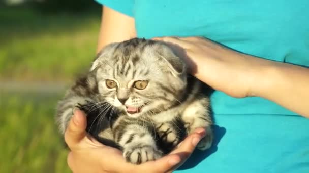 彼の最愛の所有者の手の中に縞模様のロプイヤルスコットランド子猫.小さなペット。動物のための人々の愛と愛情 - 映像、動画