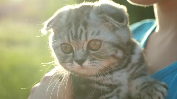 Proužkované skotské koťátko v rukou svého milovaného majitele v paprscích a záři slunce. Malý mazlíček. Láska a náklonnost lidí ke zvířatům - Záběry, video