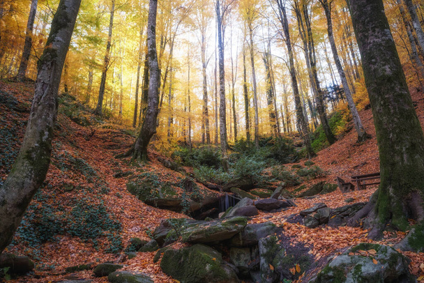 Leaves and Trees of the Fall - Fotoğraf, Görsel