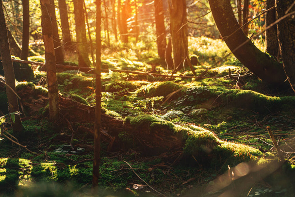 Schöner dichter Wald in landschaftlichen Bergen. Licht, das in der Morgendämmerung oder bei Sonnenaufgang durch den Tannenwald läuft. Lebensstil Fernweh Abenteuer und Reisen - Foto, Bild