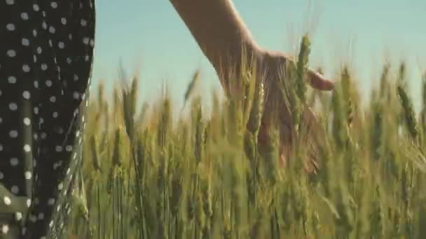 Žena farmář prochází pšeničné pole při západu slunce, dotýká se zelených uší pšenice rukama - zemědělský koncept. Pole zralosti pšenice v teplém slunci. Obchodní žena kontroluje svůj obor. - Záběry, video