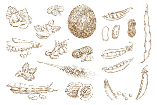 ナッツ、豆、マメ科植物のベクトルスケッチ。殻付きのピスタチオナッツ、豆とエンドウ豆のポッド、ヘーゼルナッツ、ピーナッツとクルミの殻、コーヒーベリー、ココナッツとヒマワリの種、アーモンド、小麦の耳の手描きスケッチ - ベクター画像
