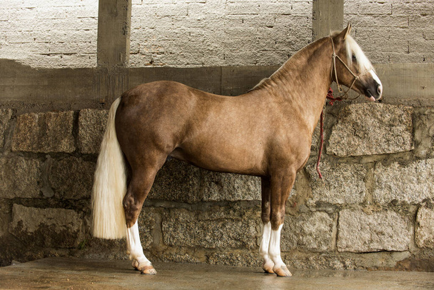 Brazilian Creole horse "Crioulo", typical man horse from southern Brazil. - Foto, imagen