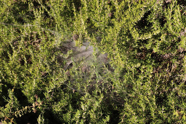 Sieć rybacka pająków w gęstej trawie. Gorące lato w Izraelu  - Zdjęcie, obraz