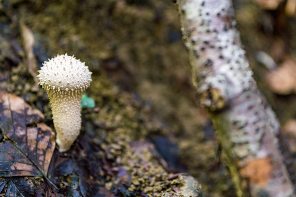 Prachtige, magische paddenstoelen in de herfst in een sprookjesbos - Foto, afbeelding