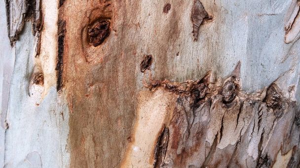 Textura de casca de árvore. O corpo da árvore
 - Foto, Imagem