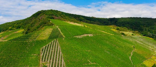 Beautiful landscape of green vineyard before harvest - Photo, Image